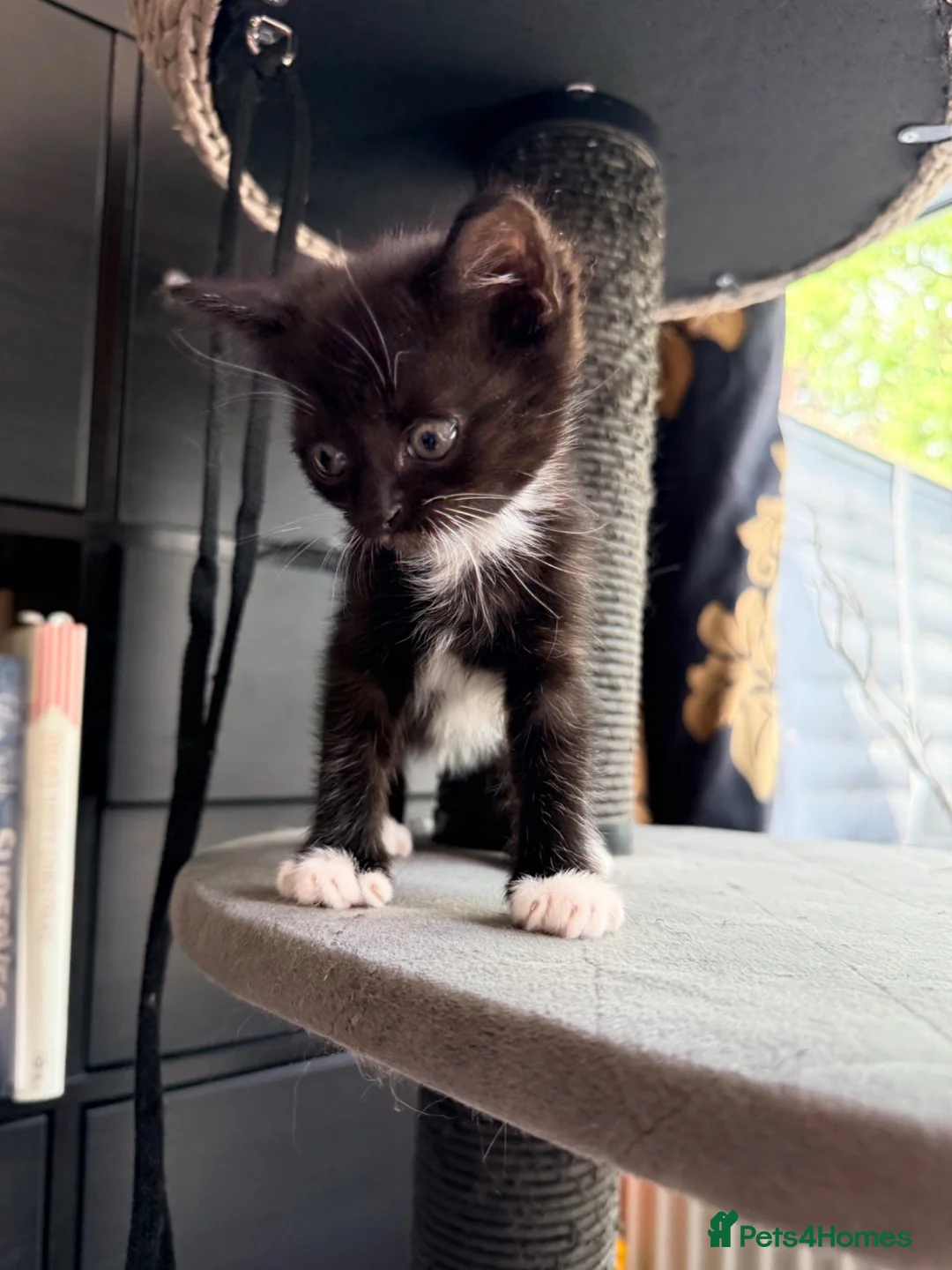 Mixed Breed cats for sale: Mixed Persian boy - Advert 2