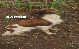 Sprocker dogs for sale: F1 Sprocker Puppies - Image 7