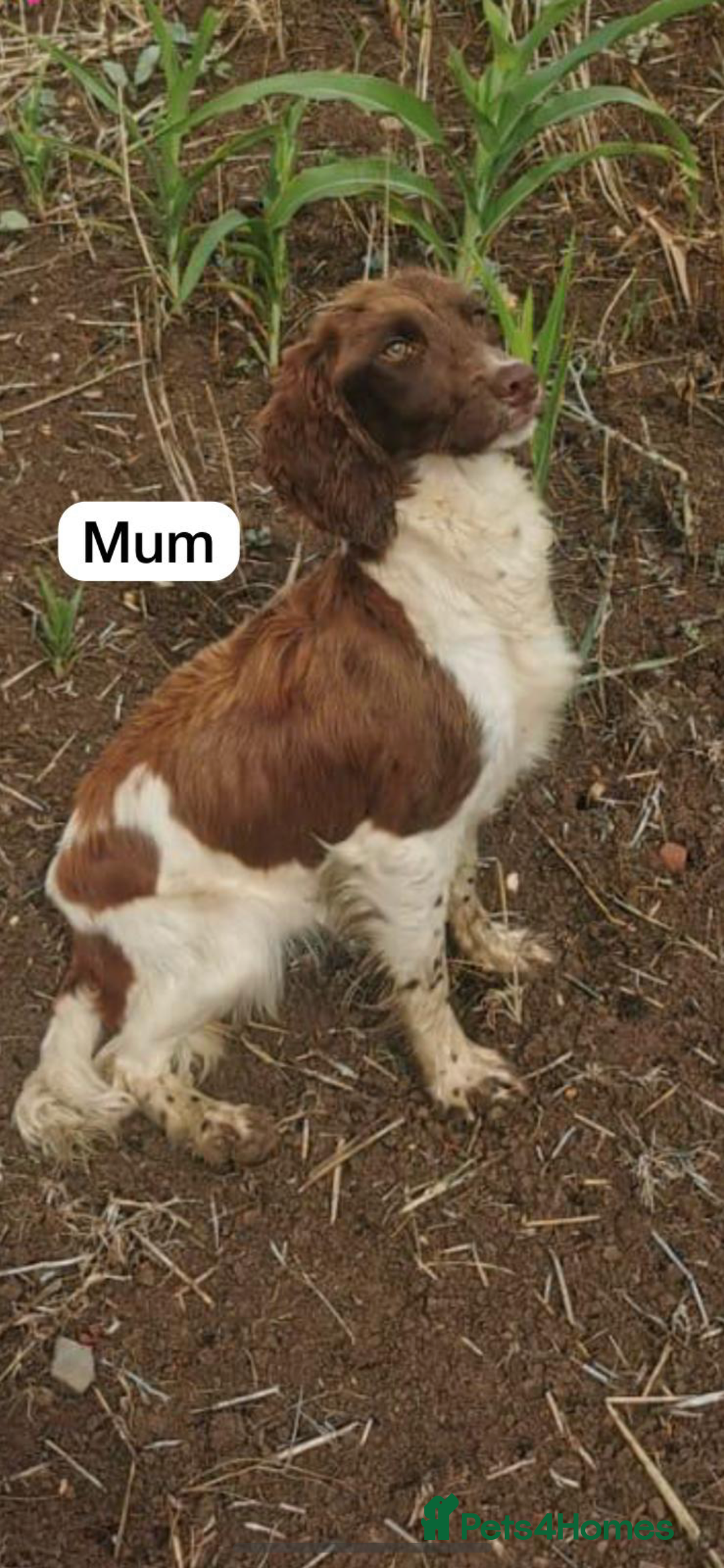 Sprocker dogs for sale: F1 Sprocker Puppies - Image 7