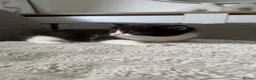Mixed Breed cats for sale: Kittens for Sale - Advert 3