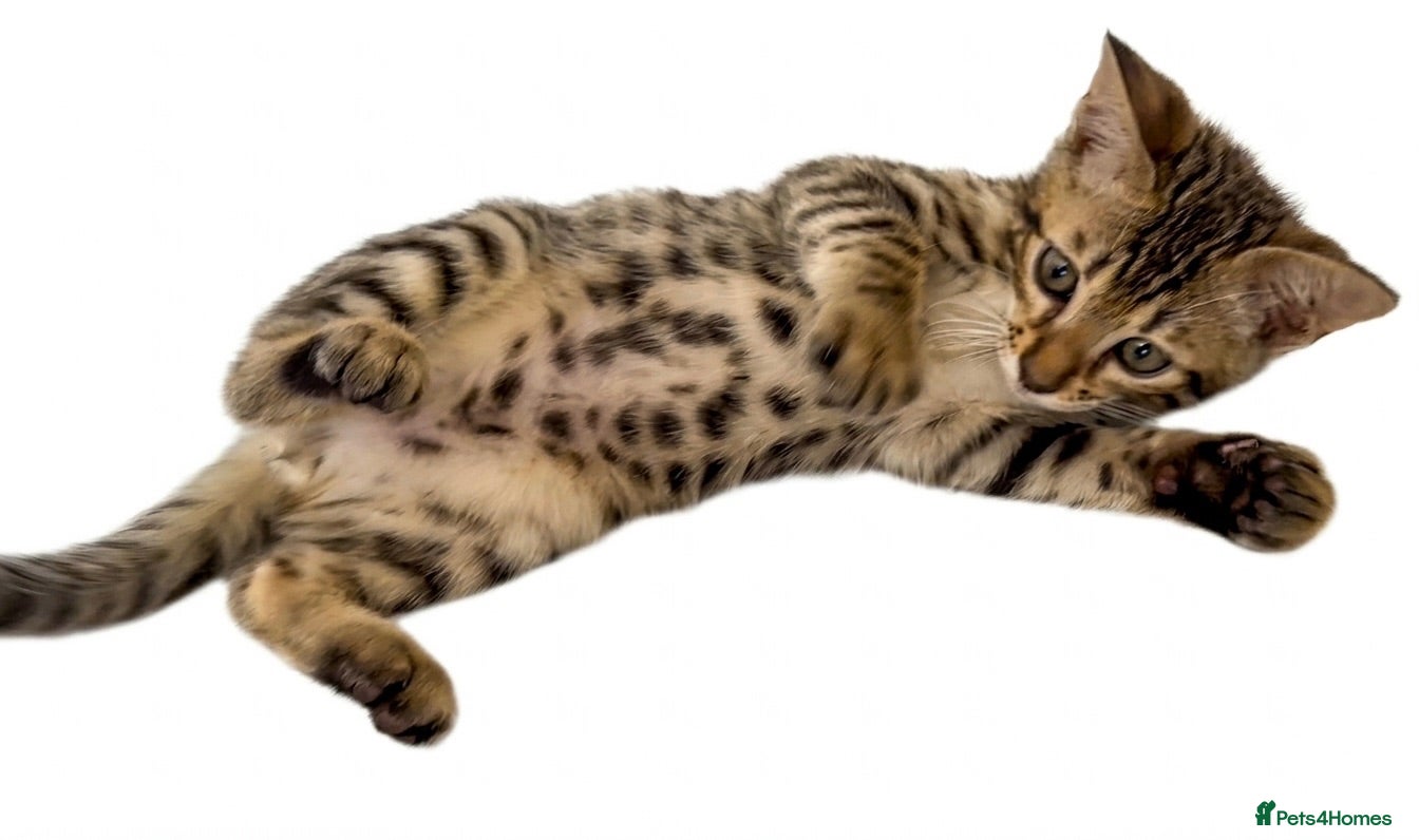 Bengal cats     Beautiful Grey/Brown Bengal × Savannah Hybrid  - Advert 2