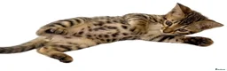 Bengal cats for sale:     Beautiful Grey/Brown Bengal × Savannah Hybrid  - Advert 2