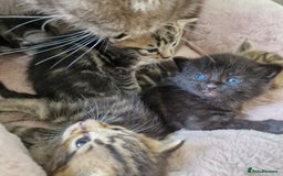 Ragdoll cats for sale: Ragdoll cross kittens - Image 8