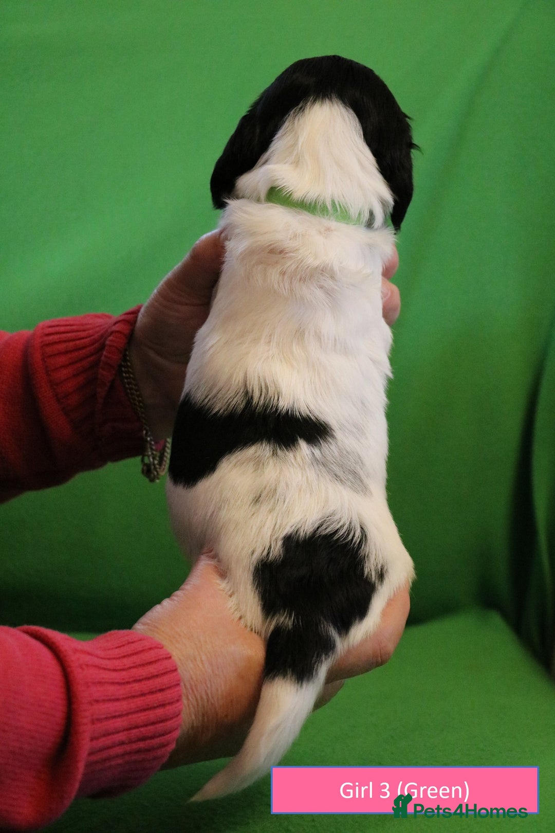 English Springer Spaniel dogs for sale: Health Tested English Springer Spaniel Puppies - Advert 11