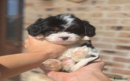 Cavapoo dogs for sale: Beautiful purebred Cavapoo Puppies - Image 4