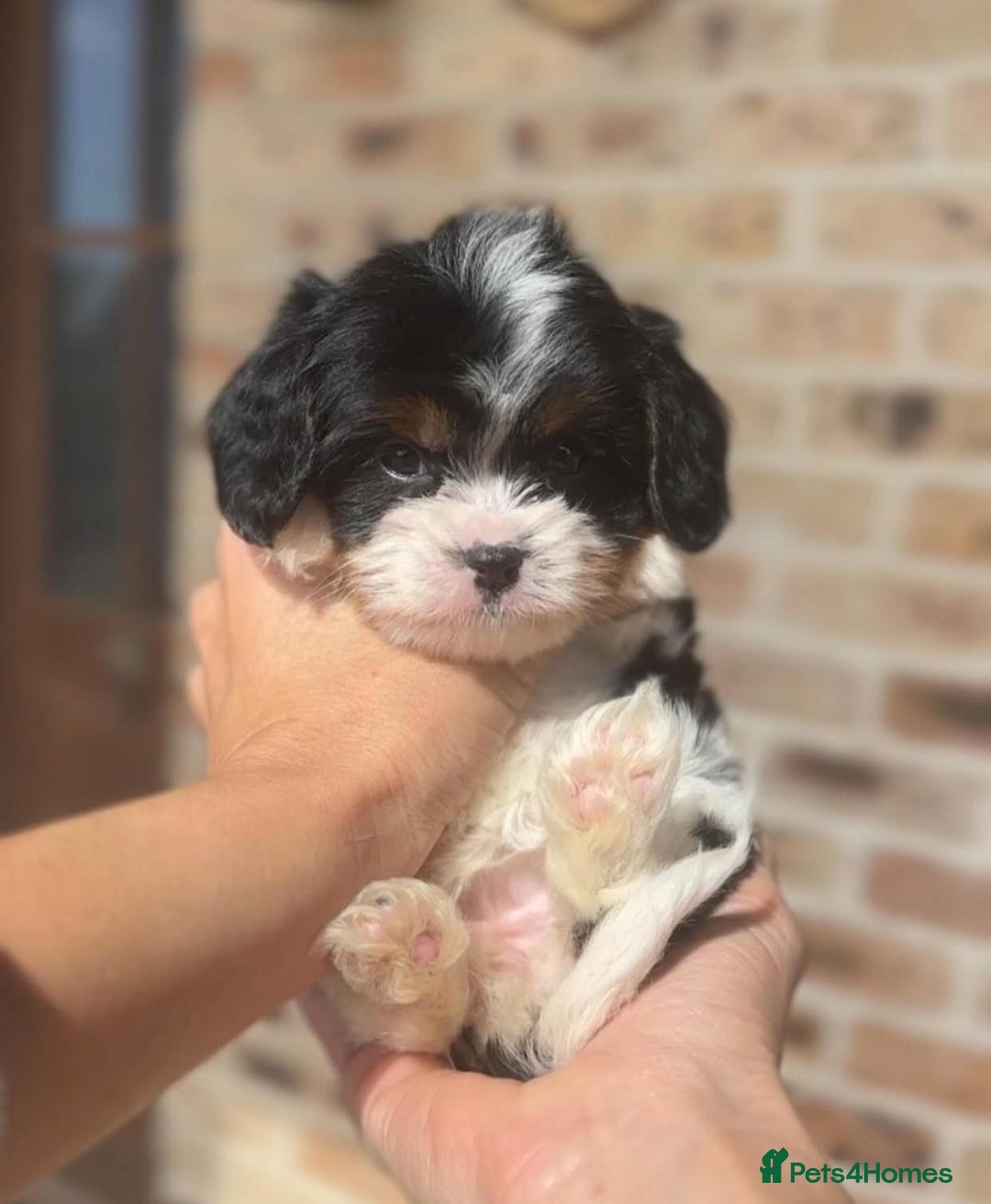 Cavapoo dogs for sale: Beautiful purebred Cavapoo Puppies - Image 4
