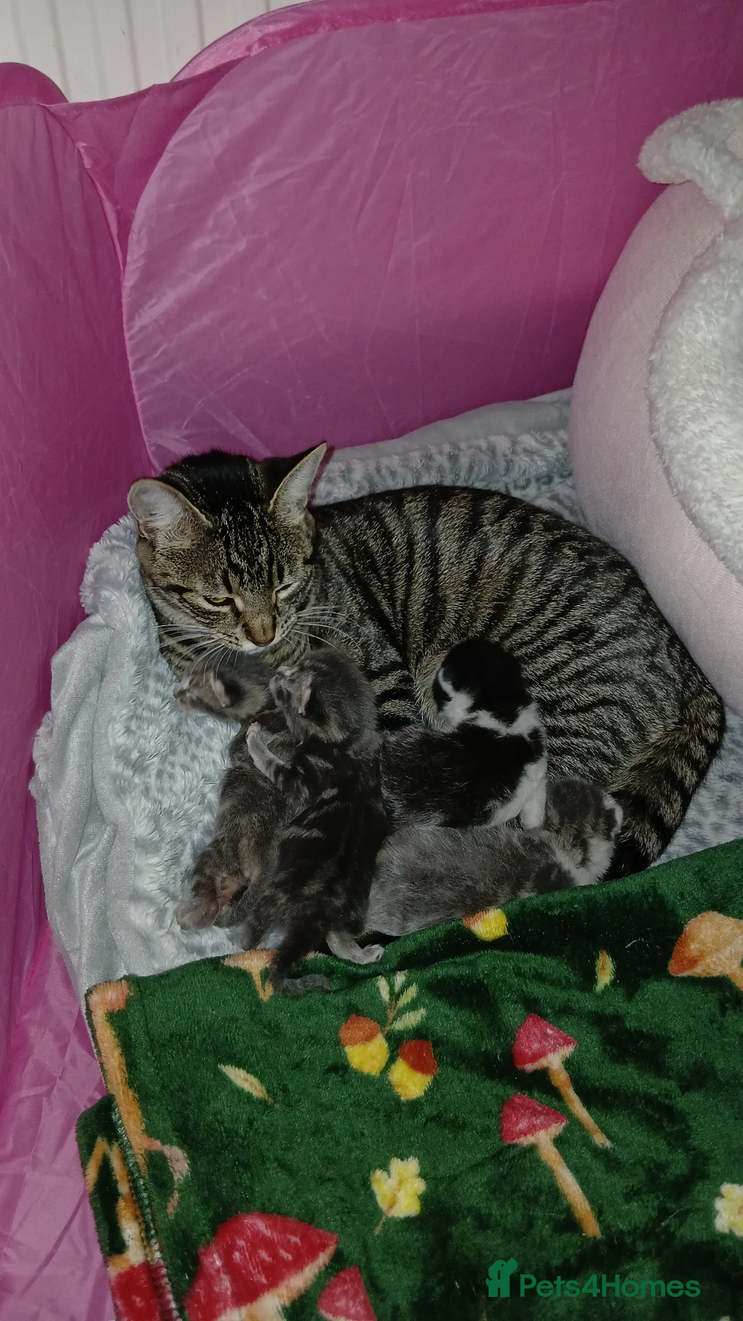 Bengal cats for sale: Beautiful Bengal Kittens  in Littlehampton - Advert 1