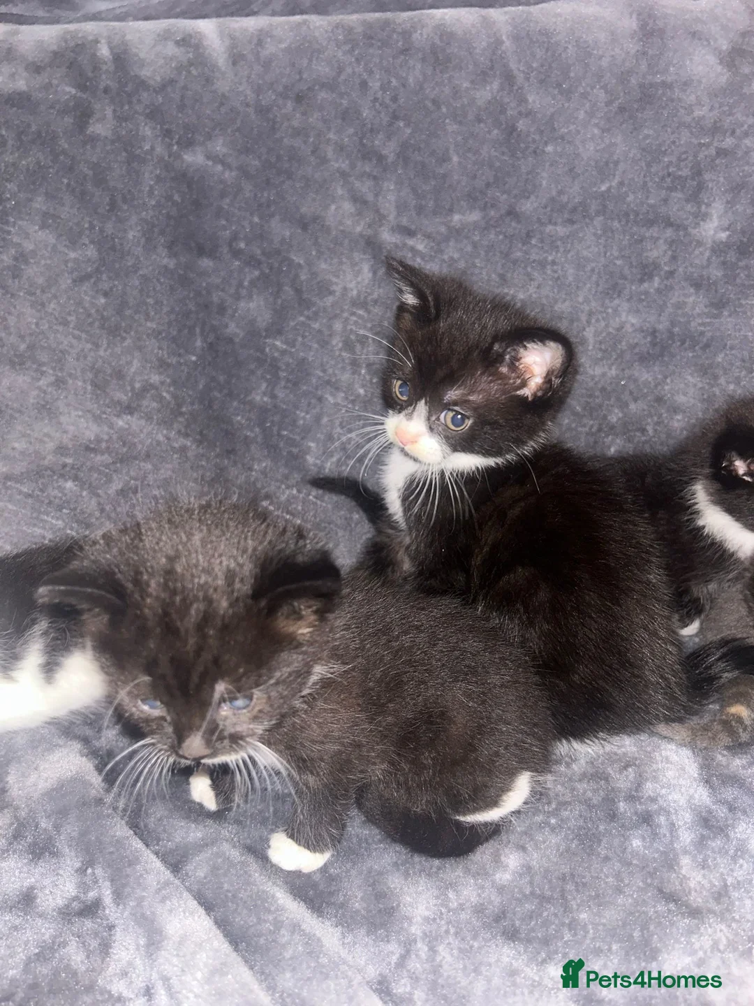 Mixed Breed cats for sale: Baby kittens  in Peterborough - Advert 2