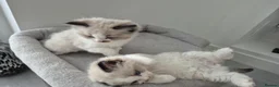 Ragdoll cats for sale: Seal Ragdoll Kittens in Bacup - Advert 9