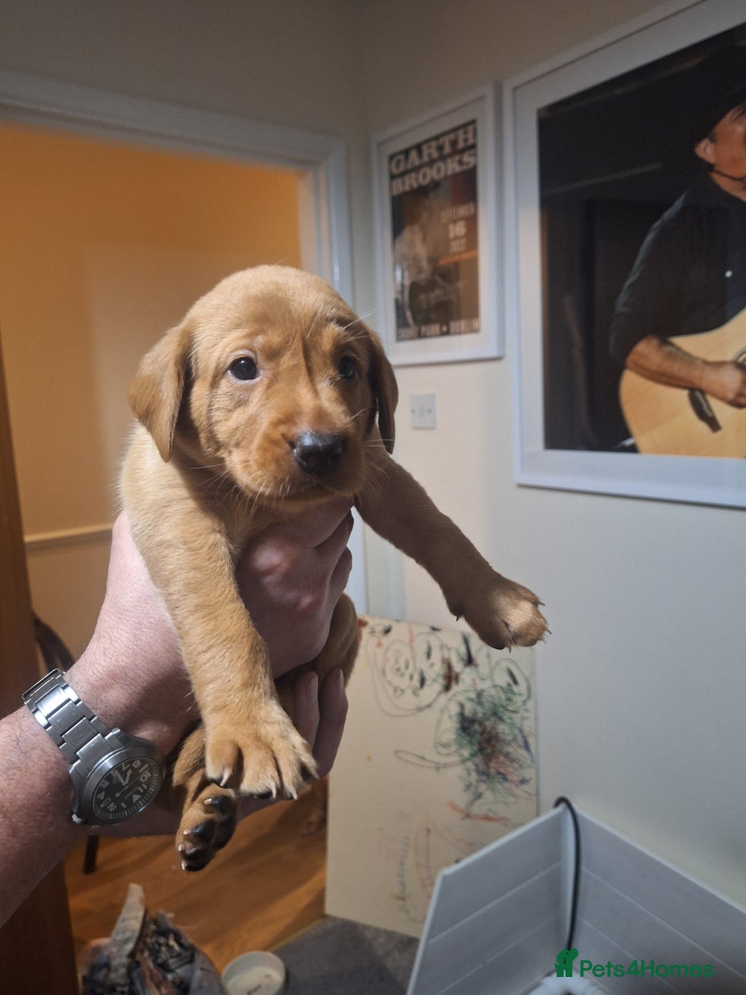 Labrador Retriever dogs for sale: Fox red labrador  - Advert 8
