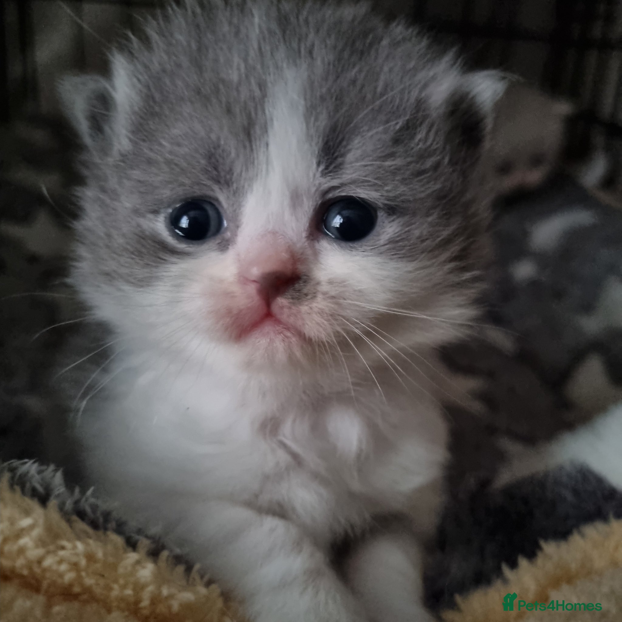 British Shorthair cats British shorthair  - Advert 11