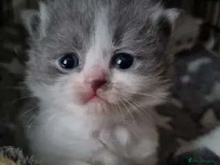 British Shorthair cats British shorthair - Advert 11