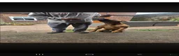 Bullmastiff dogs for sale: Duke - 5 year old bullmastiff - Advert 4