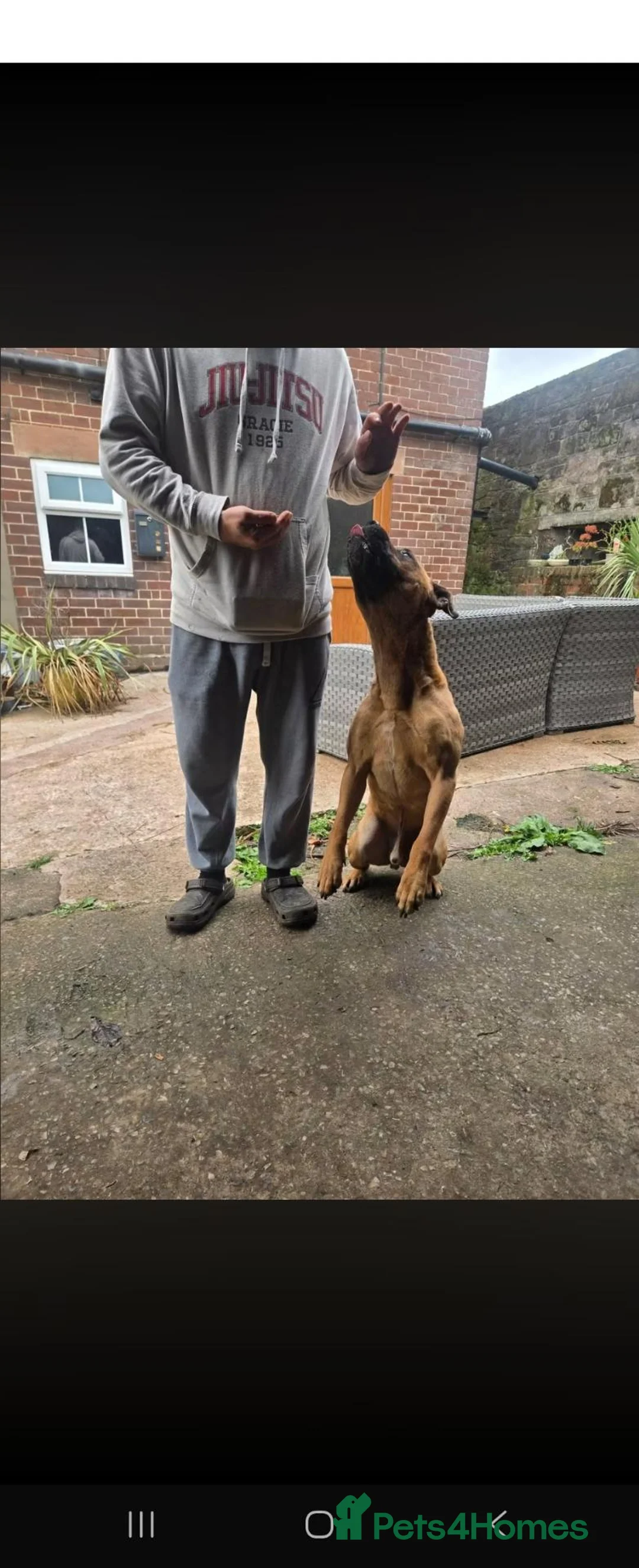Bullmastiff dogs for sale: Duke - 5 year old bullmastiff - Advert 4