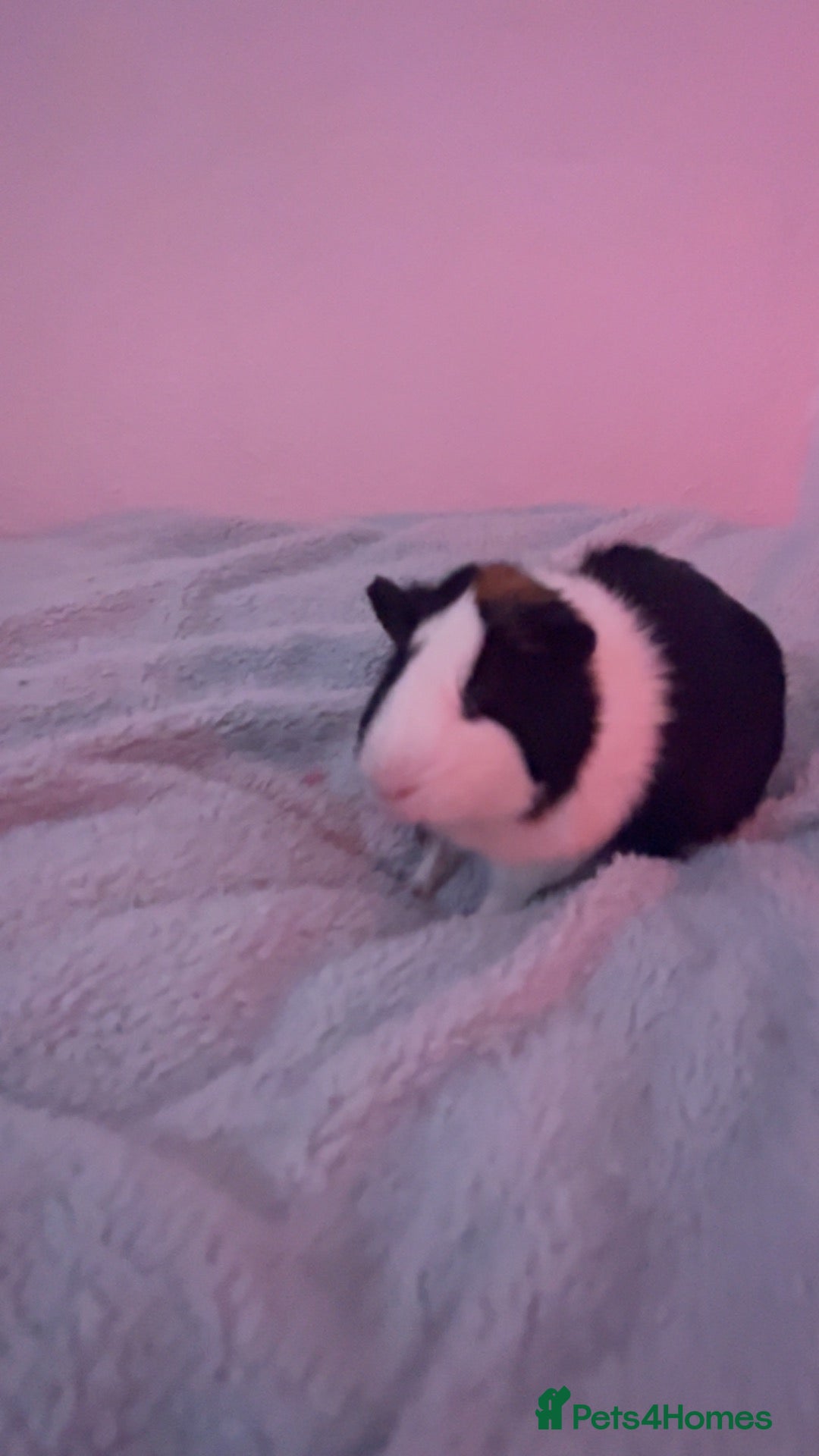 Guinea Pig rodents Bonded pair of guinea pigs + hutch bundle - Advert 1