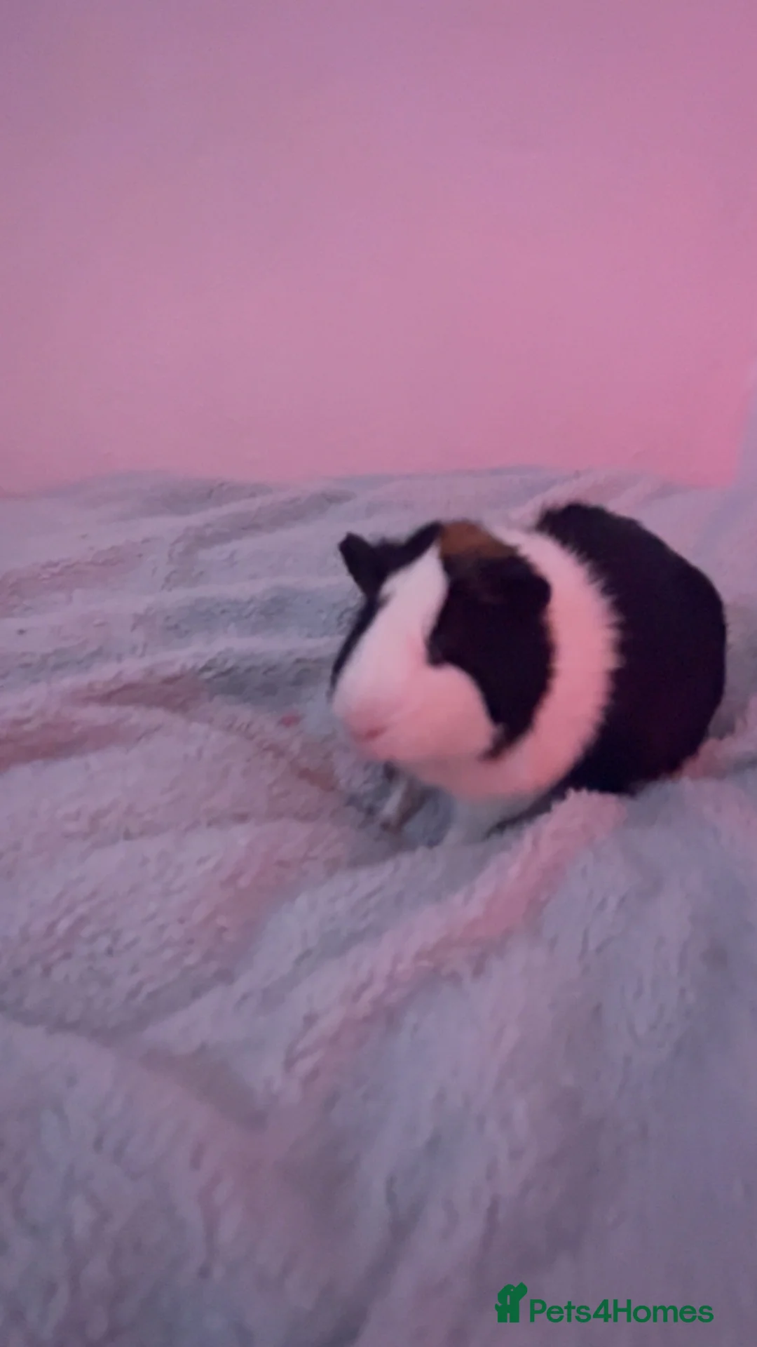Guinea Pig rodents for sale: Bonded pair of guinea pigs + hutch bundle in Manchester - Advert 1