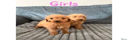 Labradoodle dogs for sale: 4 beautiful labradoodle puppys in Southampton - Advert 10