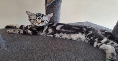 British Shorthair cats in Rochester - Advert 4