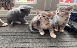 Mixed Breed cats for sale: Beautiful kittens, 2 girls, 1 boy - Image 6