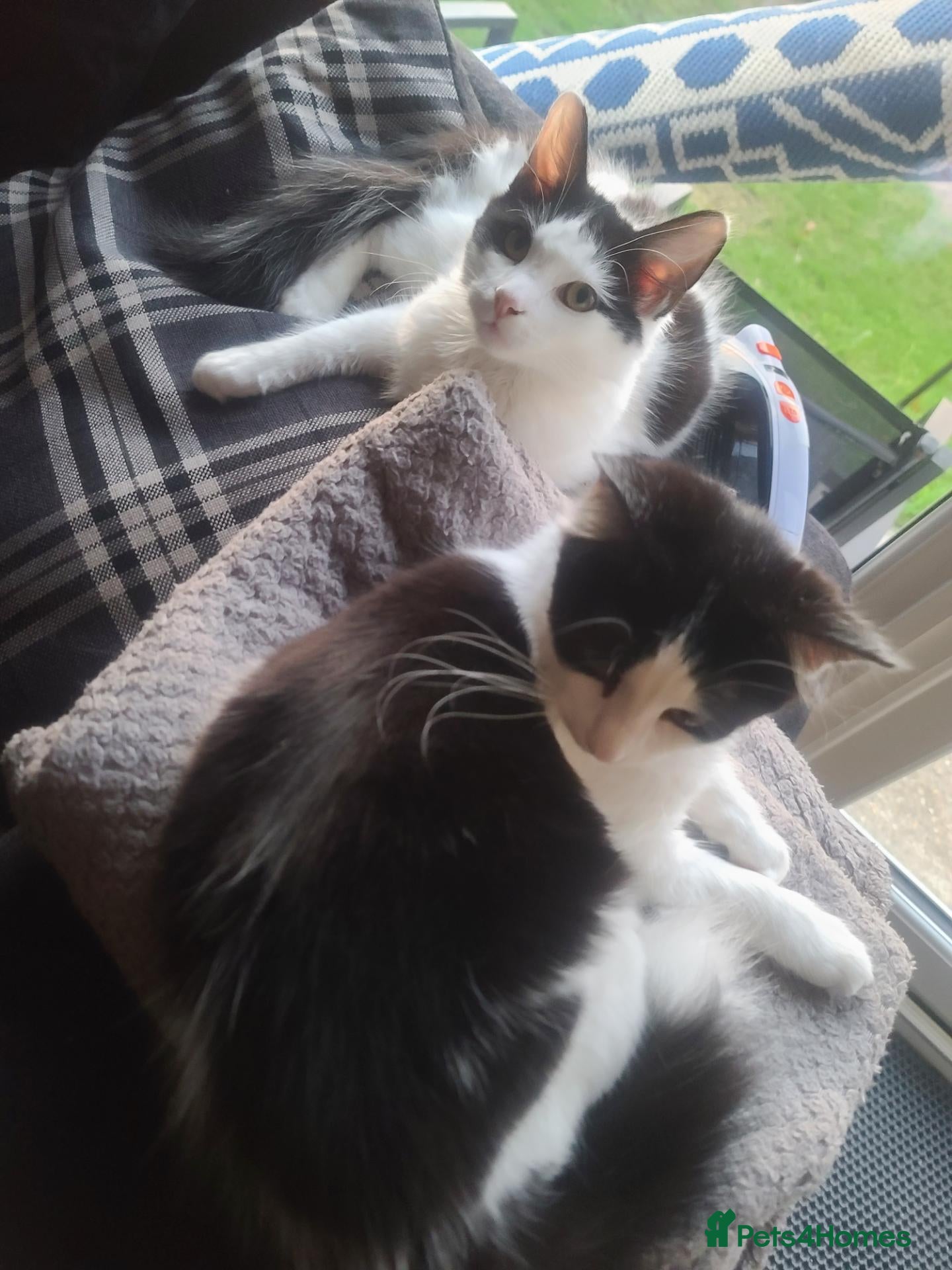 Maine Coon cats Female half maine coon 5 months old  - Advert 15