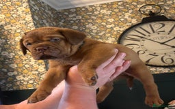 Dogue De Bordeaux dogs for sale: 6 stunning chunky Douge de Bordeux pups - Image 17