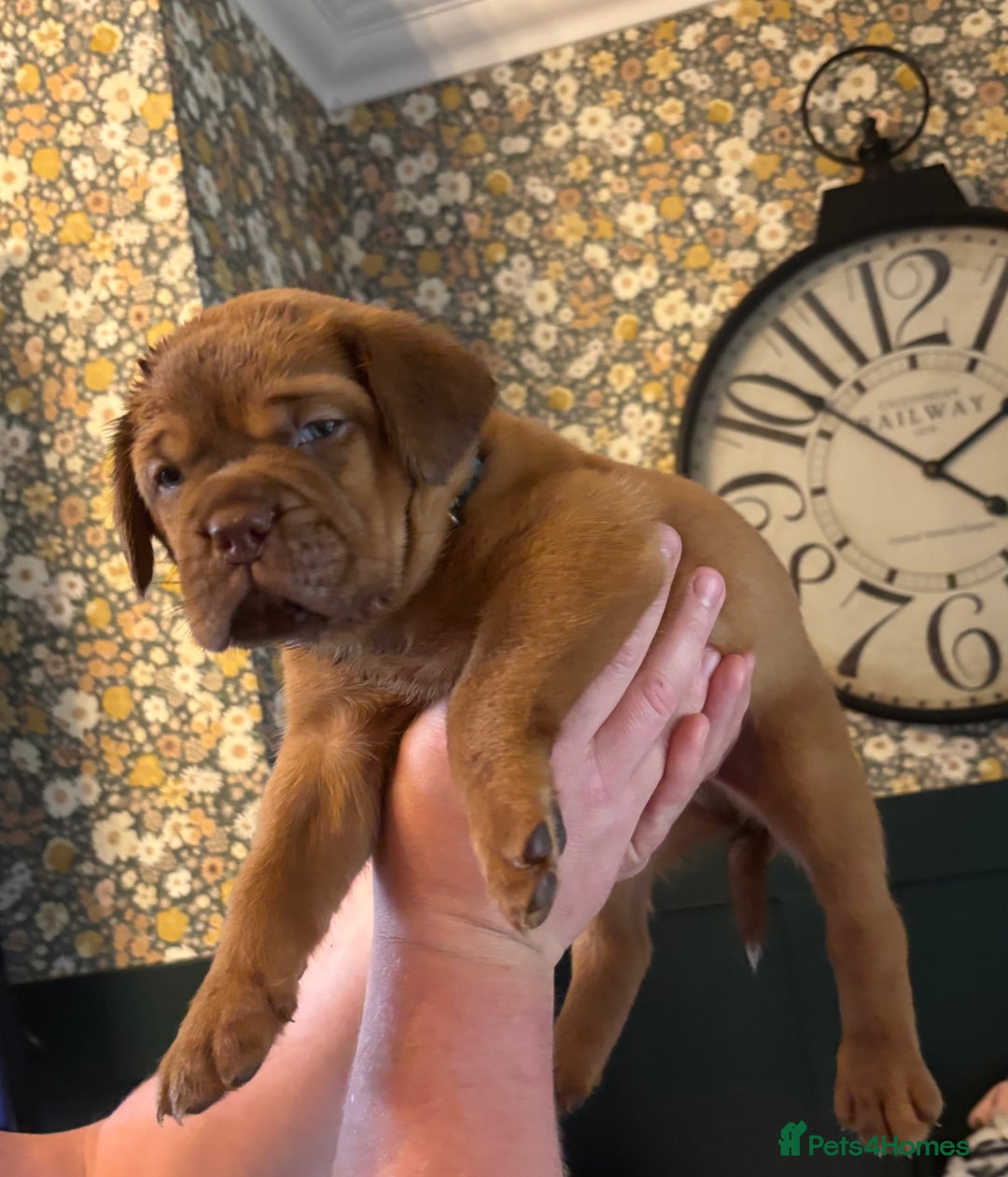 Dogue De Bordeaux dogs for sale: 6 stunning chunky Douge de Bordeux pups - Image 17