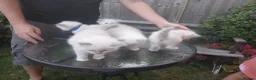 Ragdoll cats for sale: 5 Beautiful Ragdoll Kittens  in Hereford - Advert 11