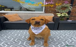 Labrador Retriever dogs for stud: Fox red labrador for stud  - Image 4