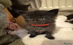 Maine Coon cats for sale: 5 week old Pure Bred Maine Coons for sale. - Image 11