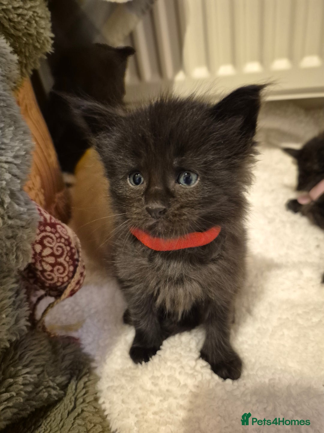 Maine Coon cats for sale: 5 week old Pure Bred Maine Coons for sale. - Image 11