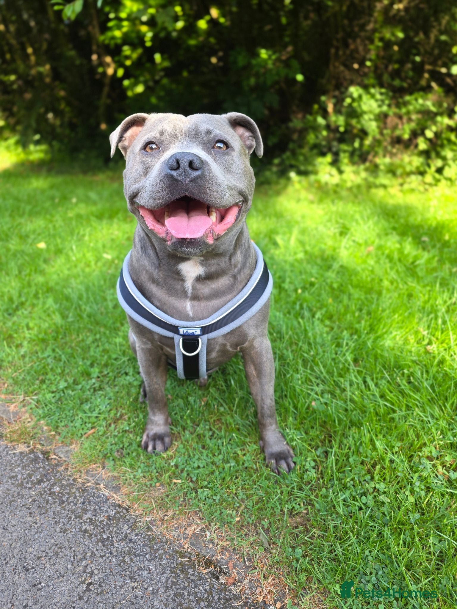Staffordshire Bull Terrier dogs Hugo Staffordshire bull terrier  - Advert 1