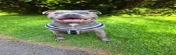 Staffordshire Bull Terrier dogs for sale: Hugo Staffordshire bull terrier  in Stoke-on-Trent - Advert 1