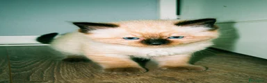 Ragdoll 5