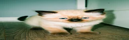 Ragdoll cats for sale: 5 beautiful ragdoll kittens - Advert 5