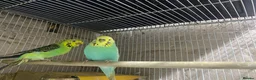 Budgerigars birds for sale: Young budgies for sale - Advert 2