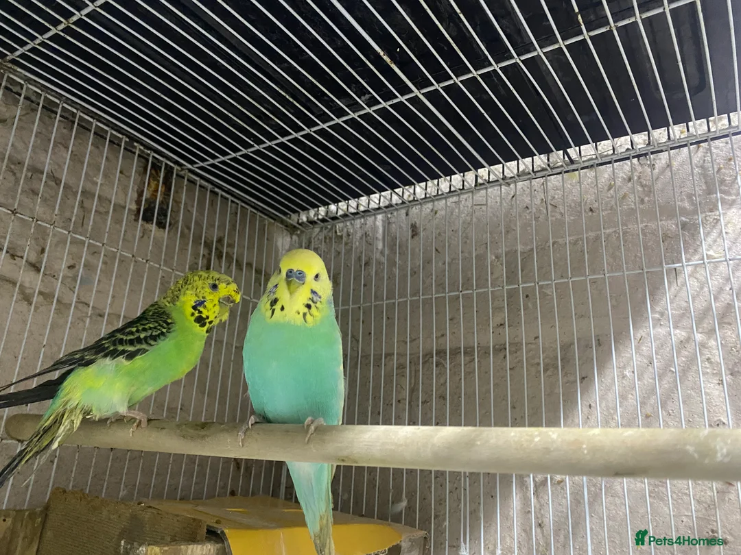 Budgerigars birds for sale: Young budgies for sale - Advert 2