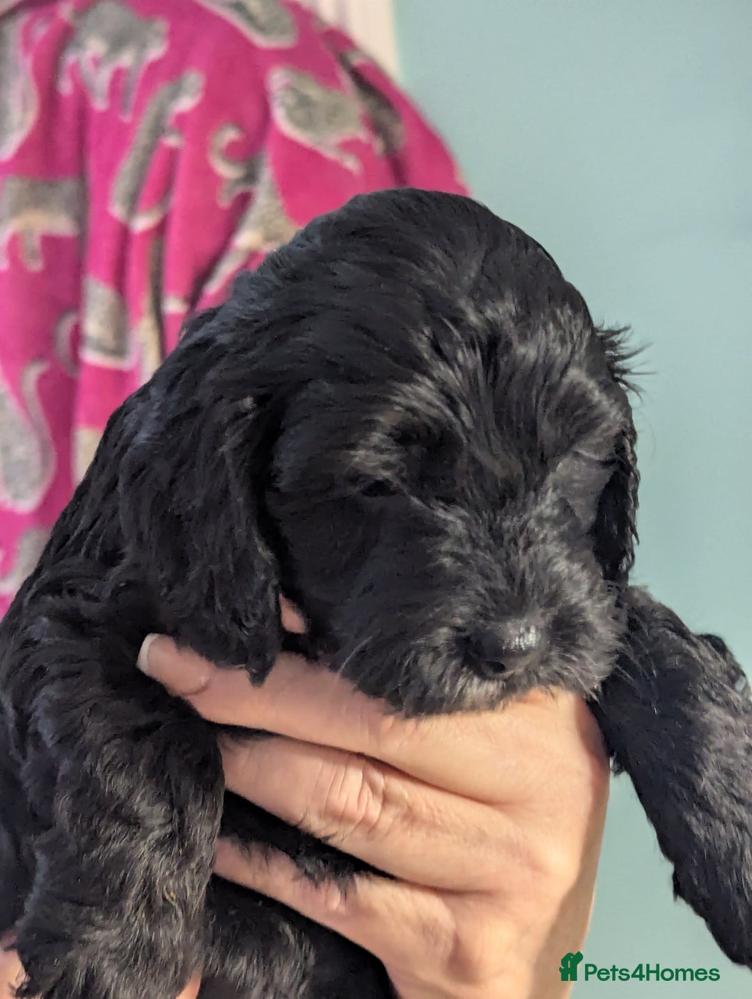 Cockapoo dogs for sale: Adorable F1 cockapoos girls. - Advert 1