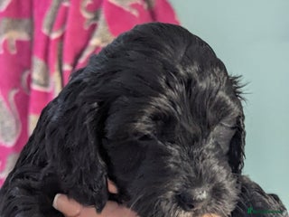 Cockapoo dogs Adorable F1 cockapoos girls. - Advert 1