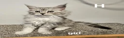 Maine Coon cats for sale: Large Maine Coon kittens regd European bloodline - Advert 10