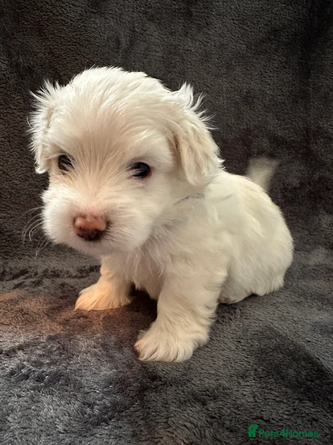 Bichon Frise dogs for sale: Adorable Bichon Frise Puppies - Advert 27