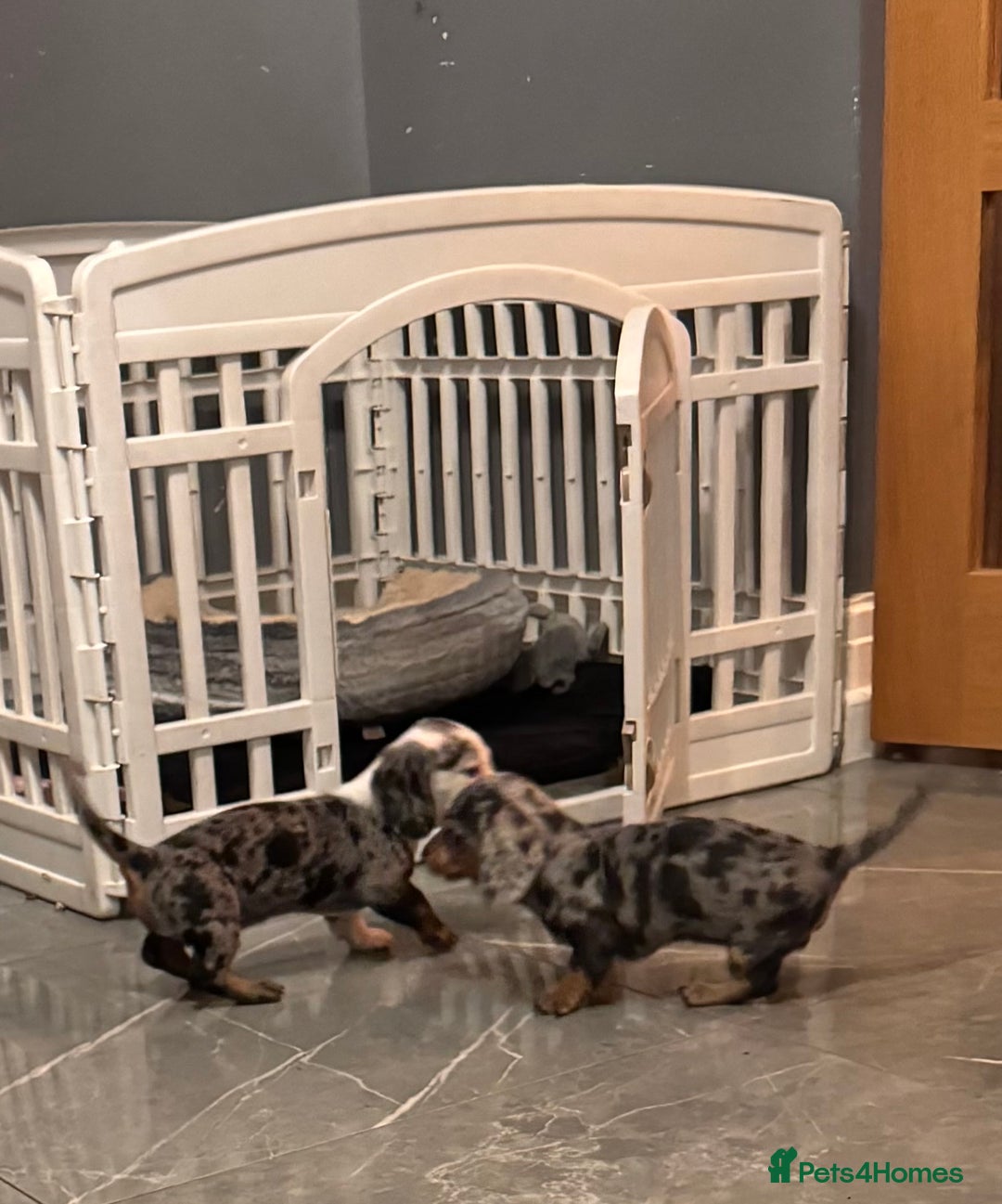 Miniature Dachshund dogs for sale: One adorable piebald male dachshund ready to go  - Image 6