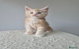 Maine Coon cats for sale: TICA - Maine Coon – 5 Boys Looking for Loving Home - Image 14