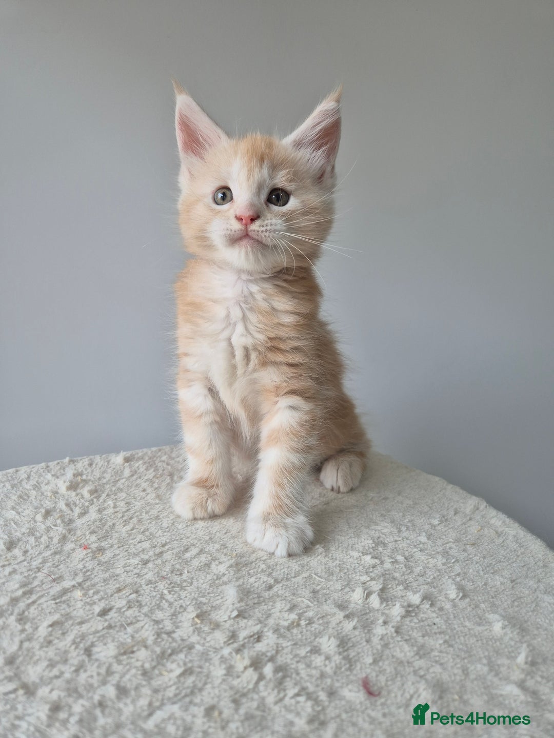 Maine Coon cats for sale: TICA - Maine Coon – 5 Boys Looking for Loving Home - Image 14