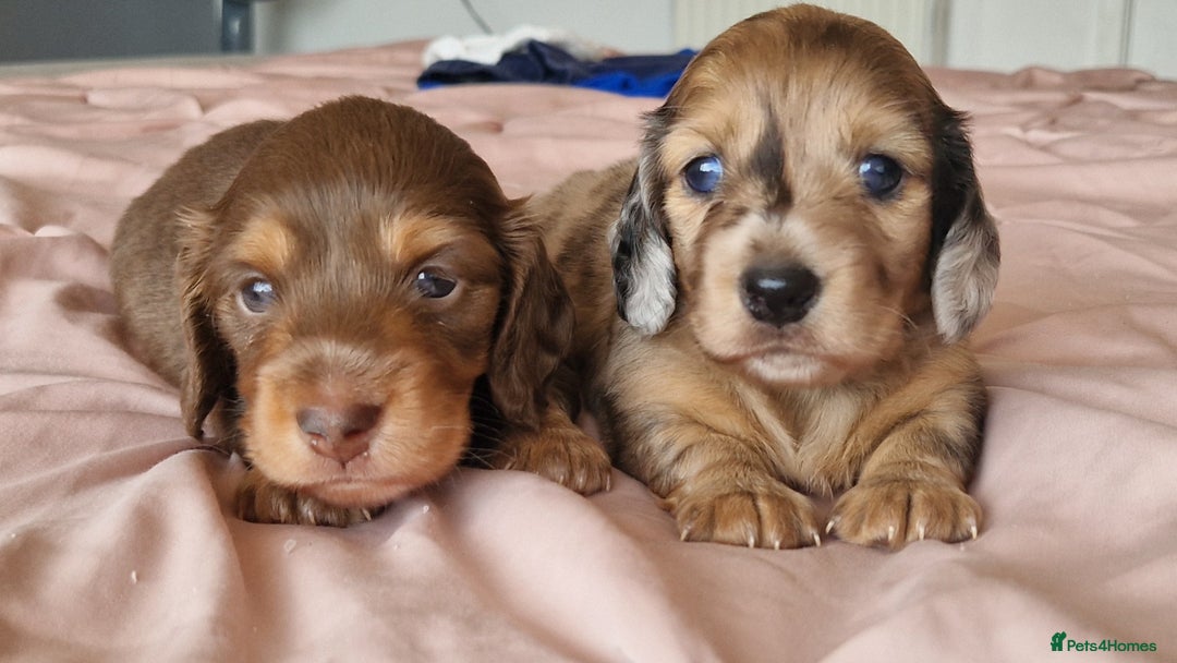 Miniature Dachshund dogs for sale: Long hair minature dachshunds - Image 14