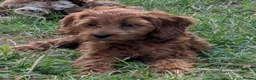 Cockapoo dogs for sale: Beautiful red pups from health tested parents - Advert 27