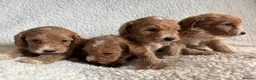 Cockapoo dogs for sale: F1bcockapoo puppies - DNA Health test clear  in Staines - Advert 21