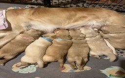 Golden Retriever dogs for sale: 6 Beautiful Golden Retrievers Puppies  - Image 12