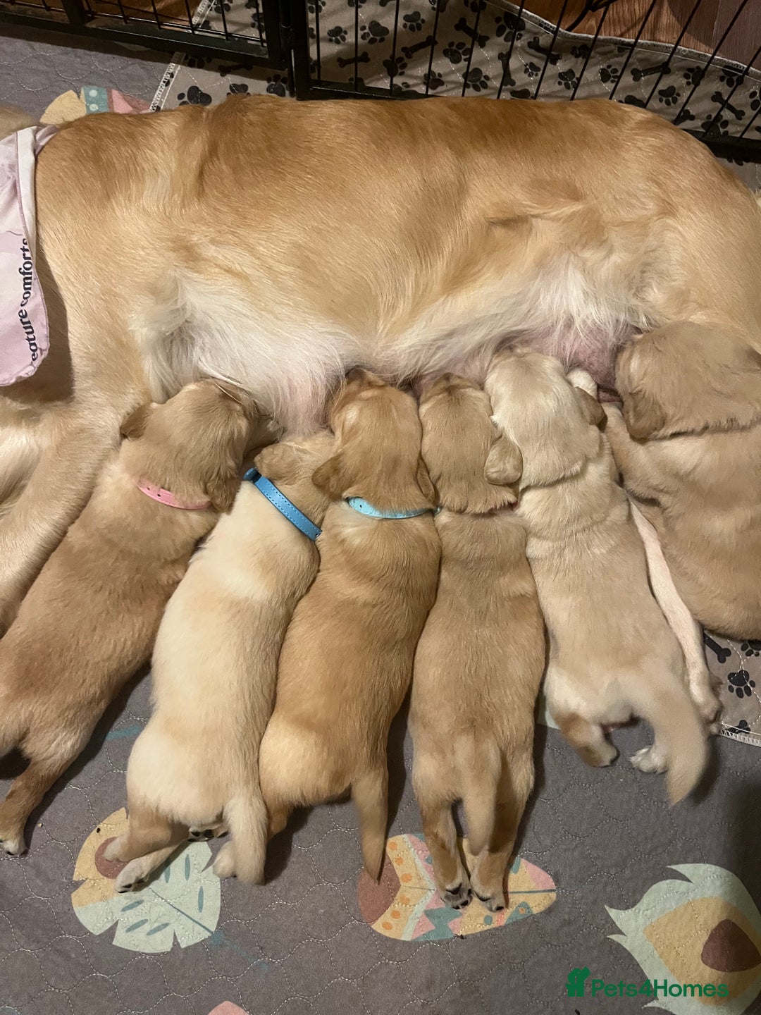 Golden Retriever dogs for sale: 6 Beautiful Golden Retrievers Puppies  - Image 12