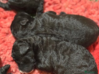 Aussiedoodle dogs 2 X Miniature Aussiedoodle Pups 🐾 ❤️ - Advert 2