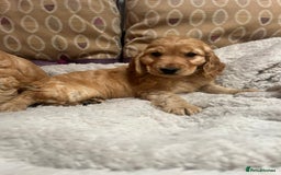 Cockapoo dogs for sale: cockapoo puppy's cv67ee - Advert 6